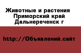  Животные и растения. Приморский край,Дальнереченск г.